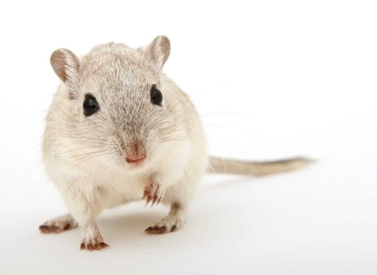 How Old Is My Pet Rat Anyway? (Rat Years to Human Years Conversion Guide)