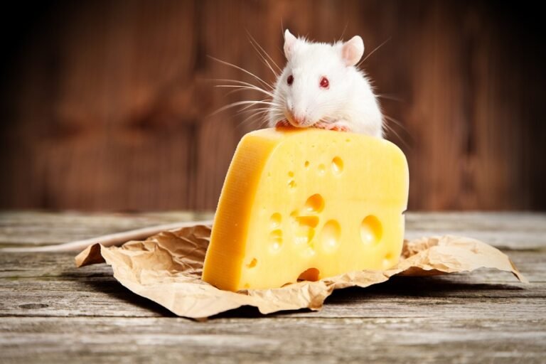 Can Pet Rats Eat Cheese? (And Which Cheeses Not To Feed Them)