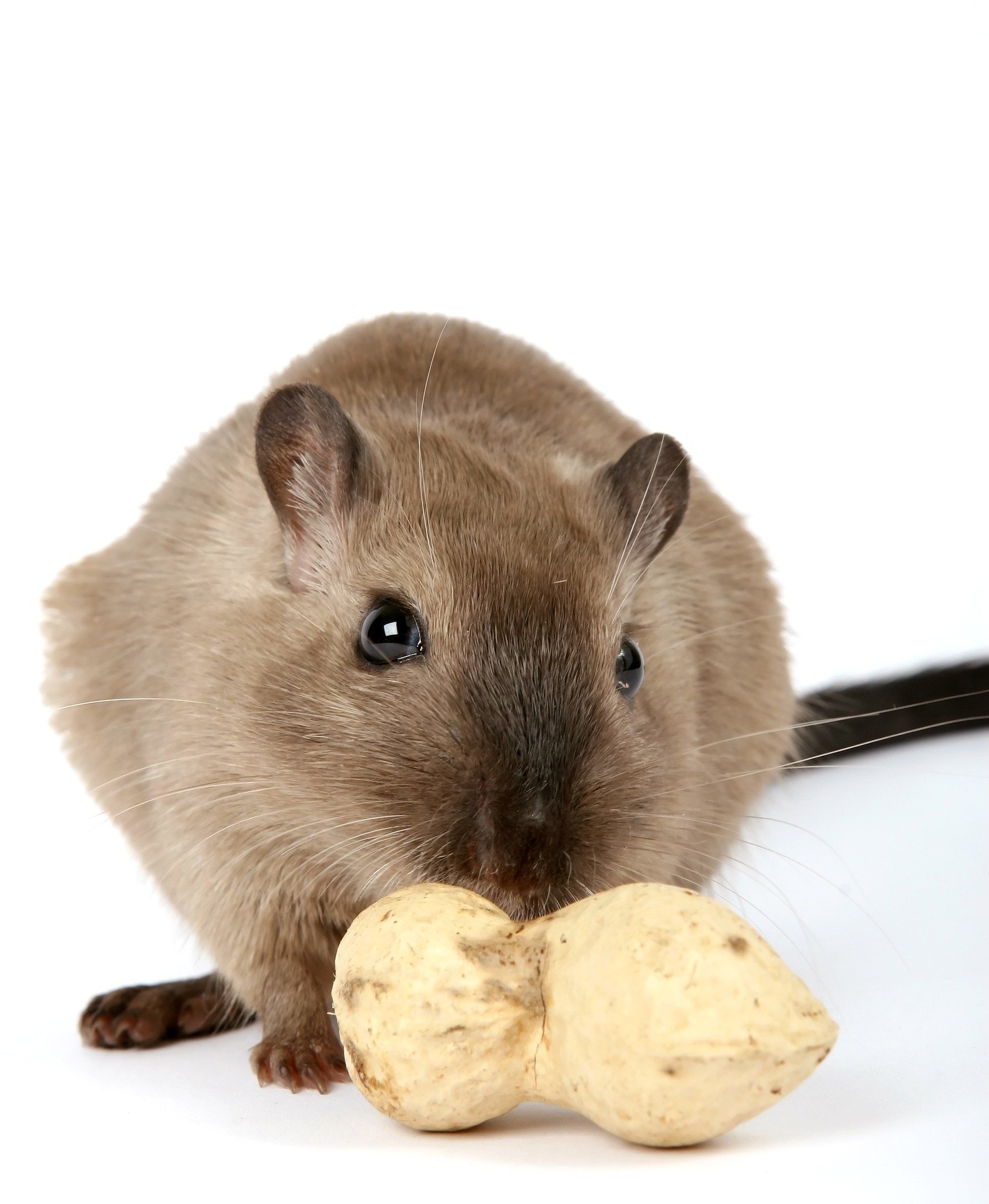 can rats eat celery