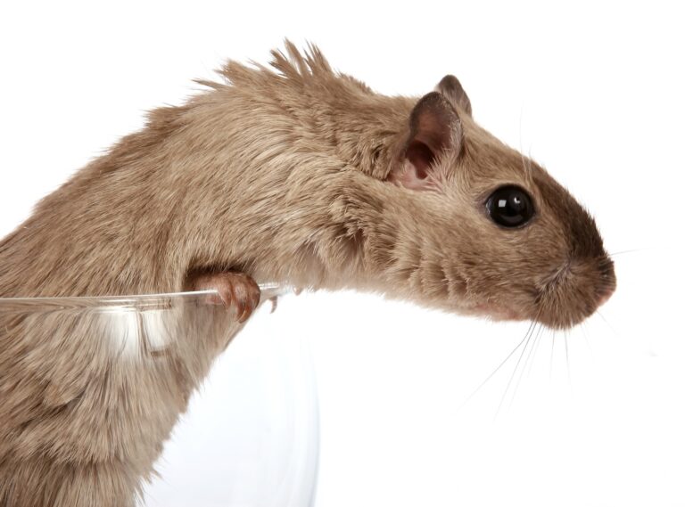 Can You Wash Rats With Human Shampoo?