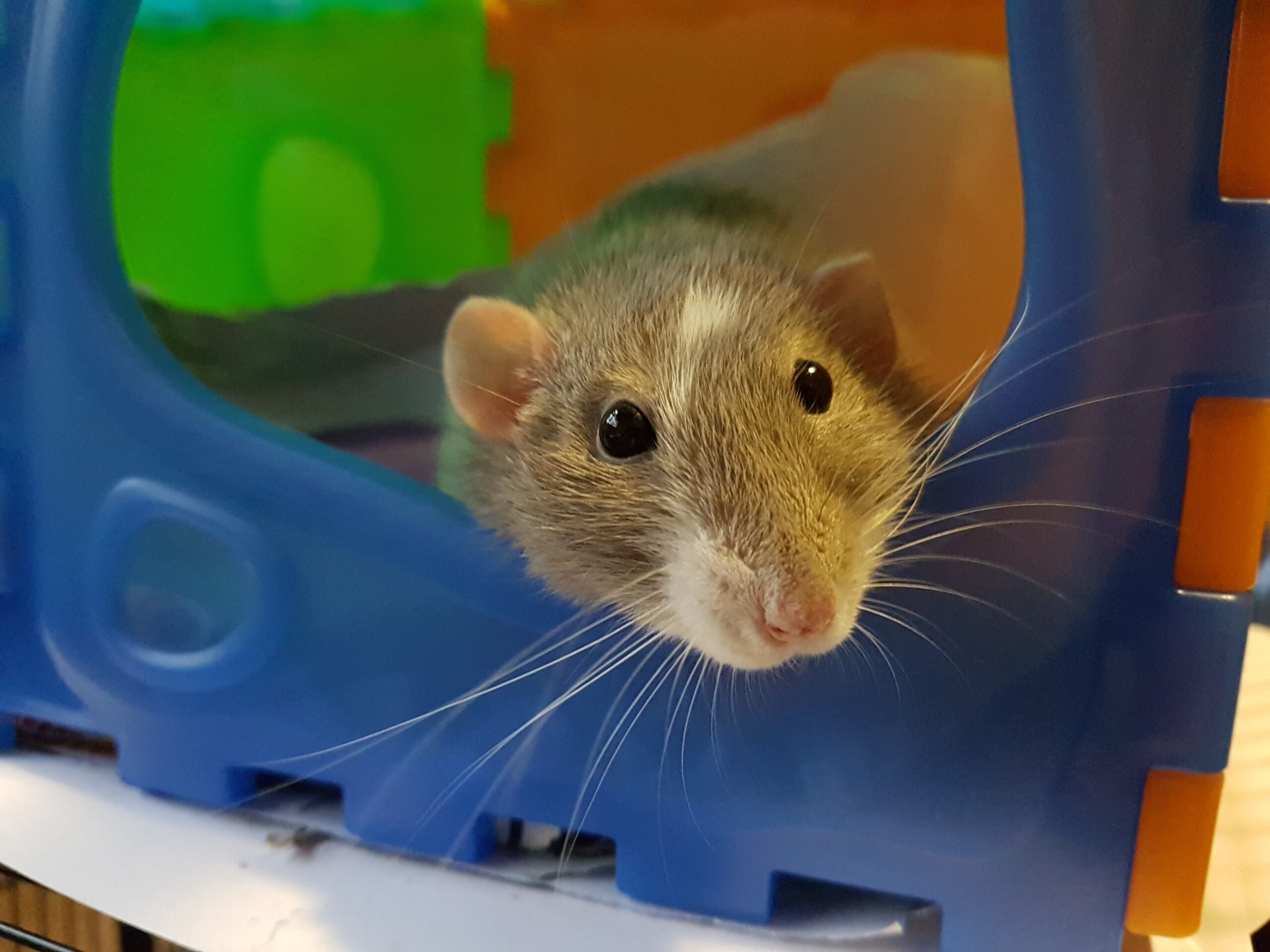 possible reasons your pet rat is drinking a lot of water