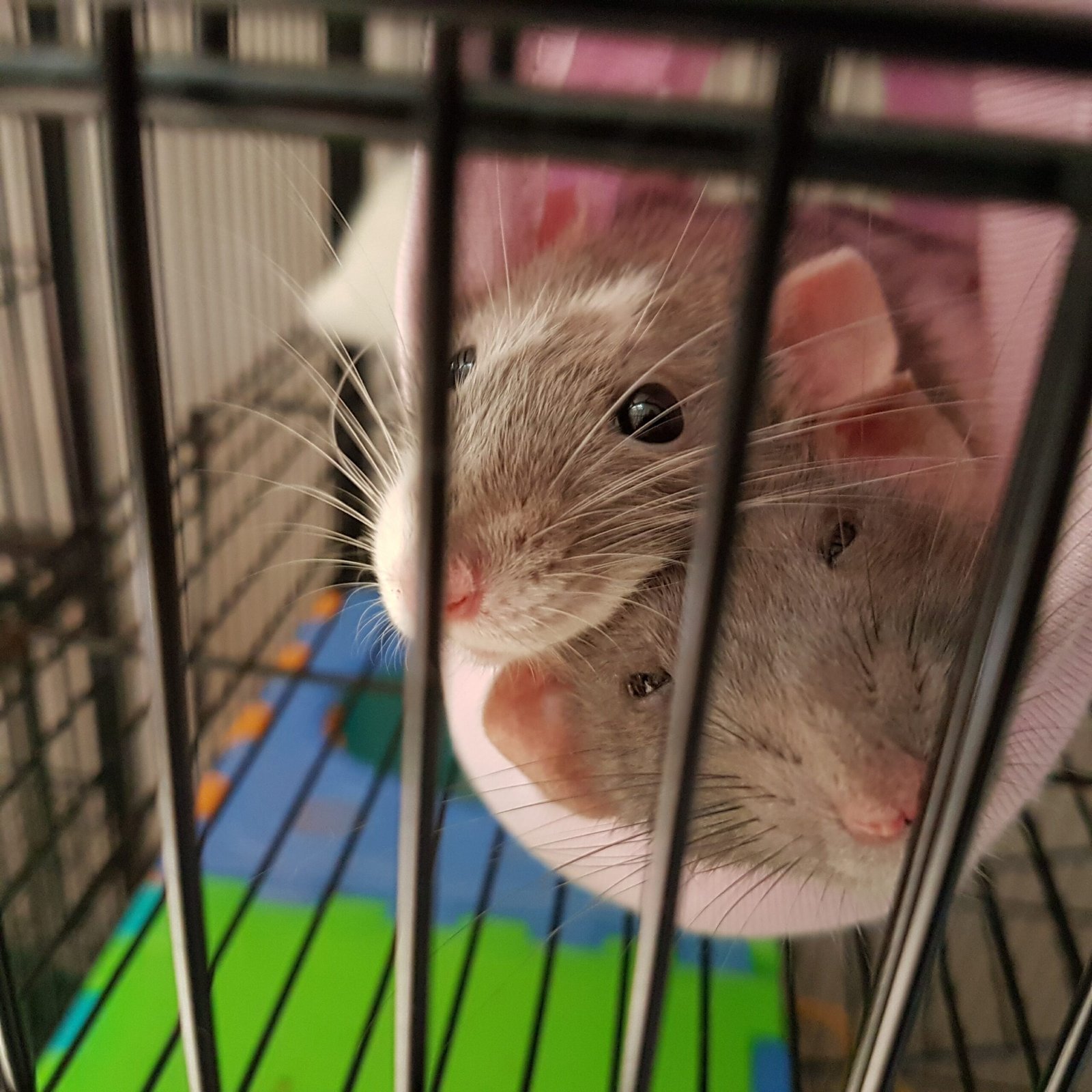 do pet rats hibernate