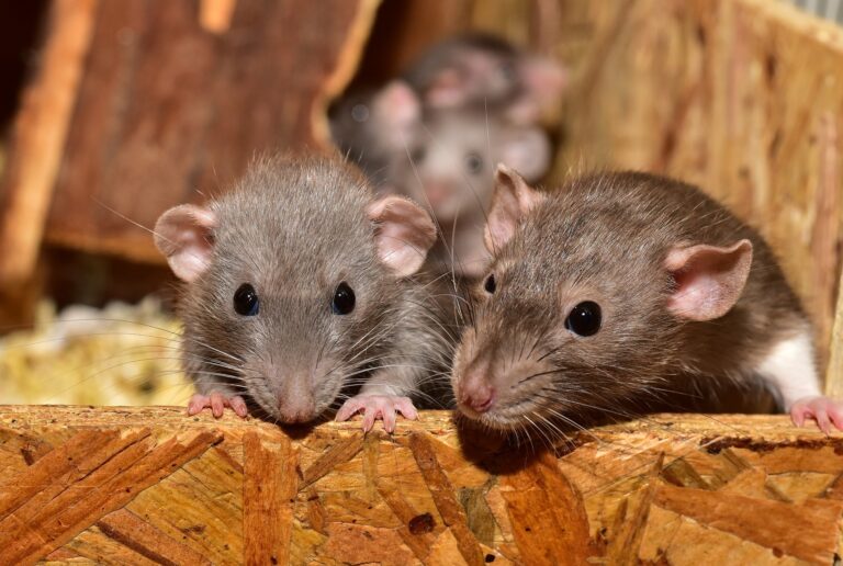 Do Pet Rats Attract Wild Rats?