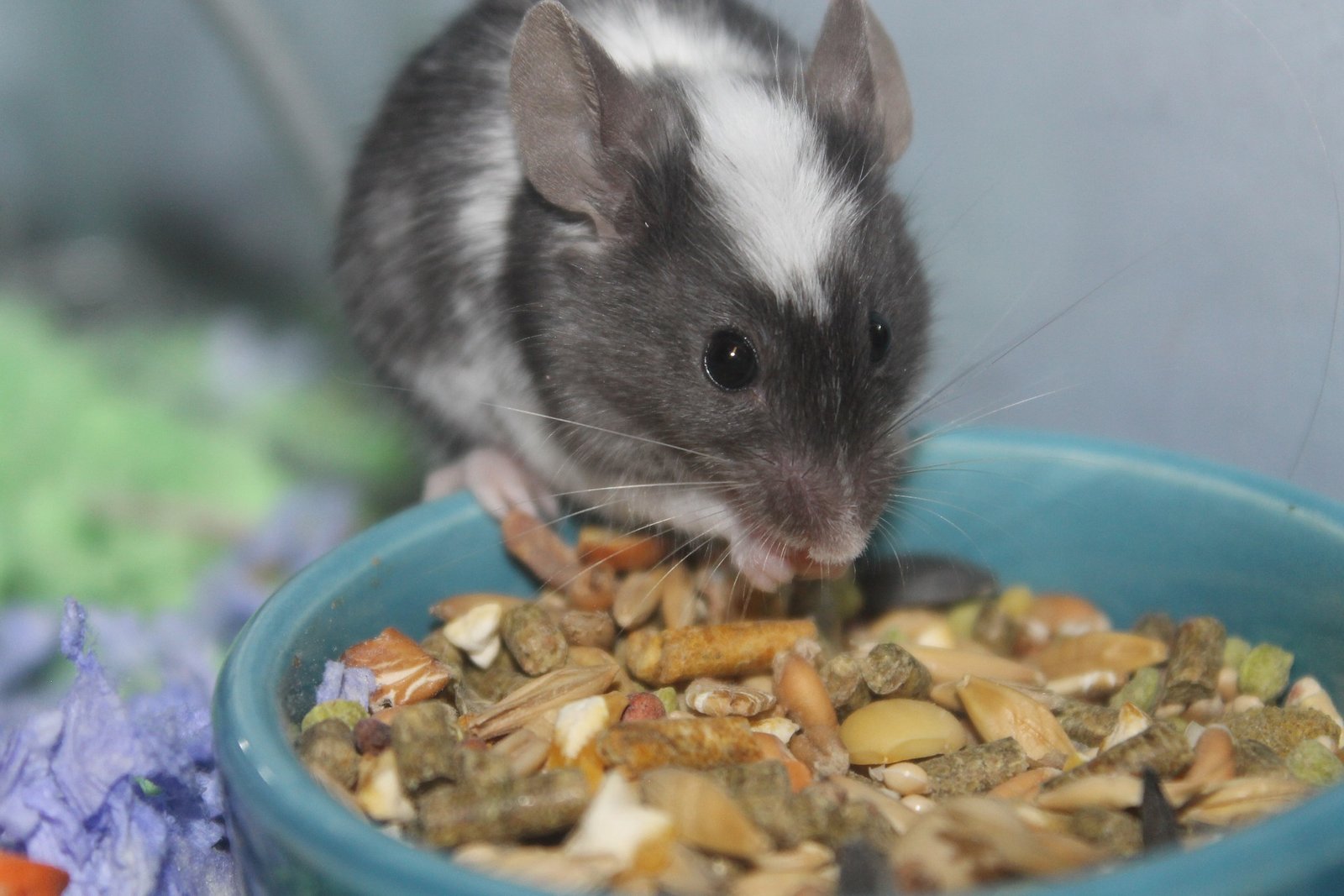 can rats eat celery