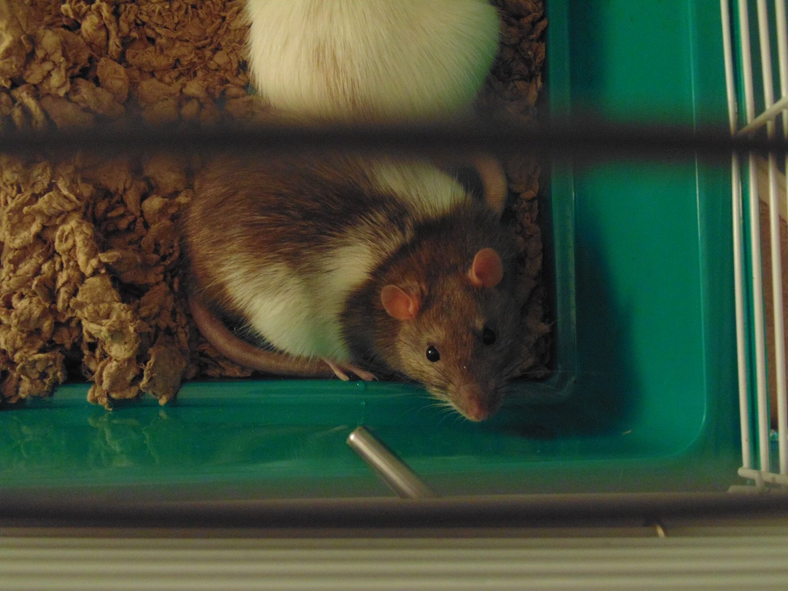 possible reasons your pet rat is drinking a lot of water