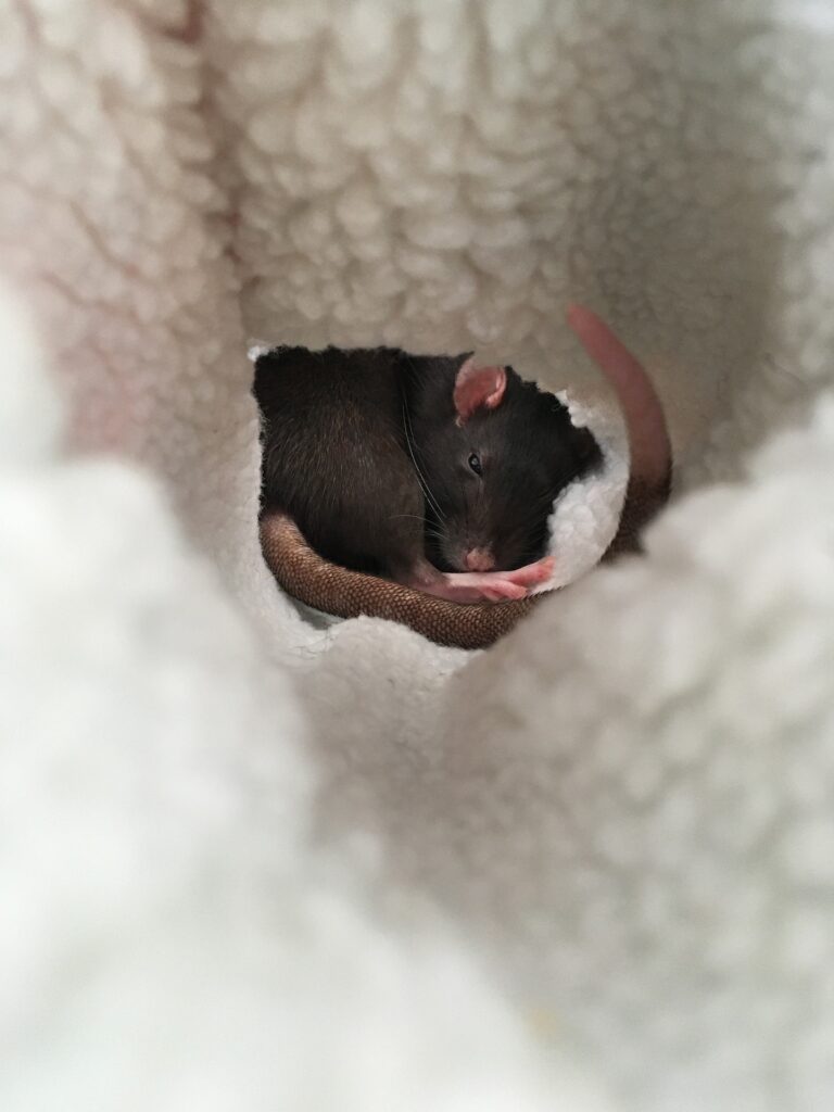 Do Pet Rats Hibernate?