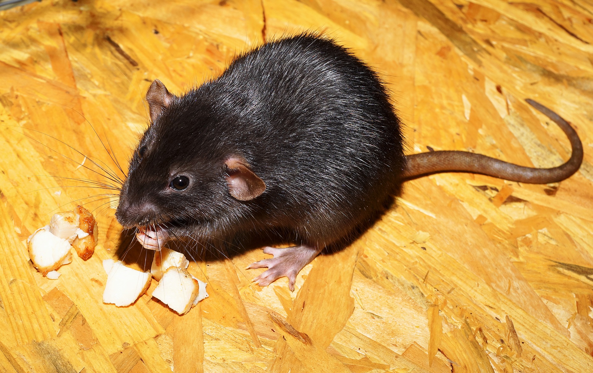 Do Pet Rats Attract Wild Rats
